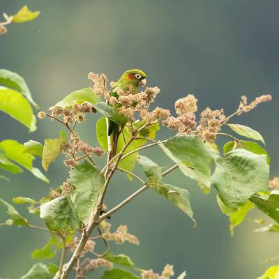 Sulphur-winged parakeet