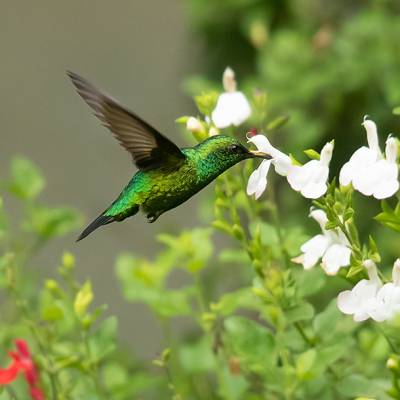 Western emerald