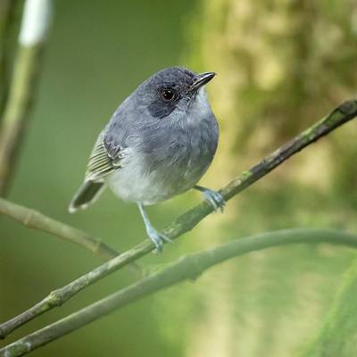 Plain antvireo