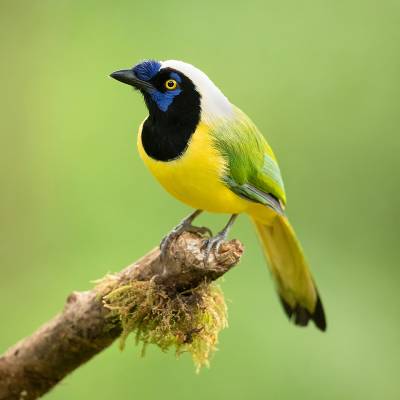 Inca jay