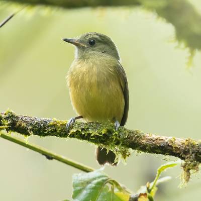 Ochre-bellied flycatcher