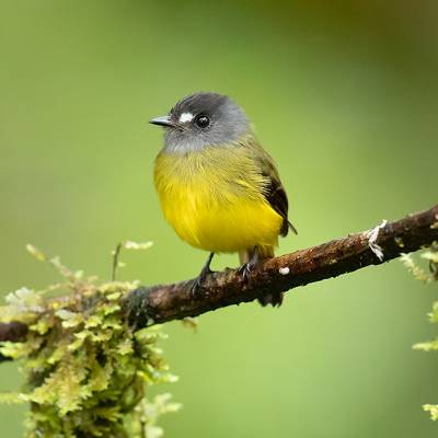 Ornate flycatcher