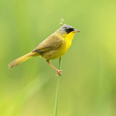 Grey-crowned yellowthroat