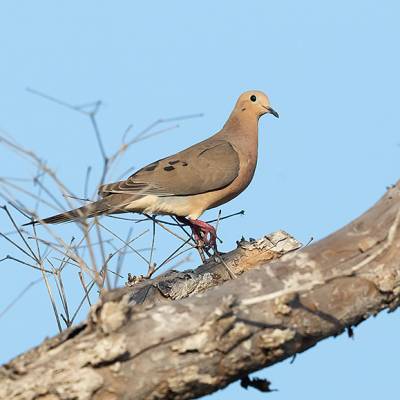 Mourning dove