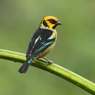 Flame-faced tanager