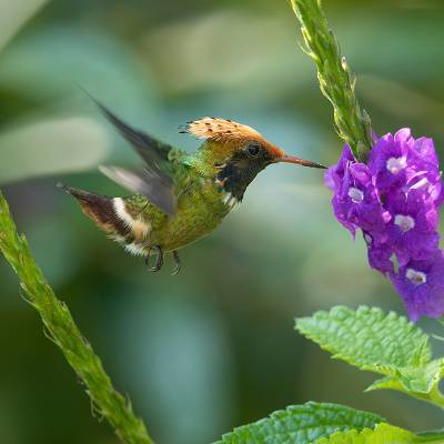 Spangled coquette