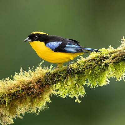Blue-winged mountain tanager