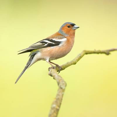 Common chaffinch