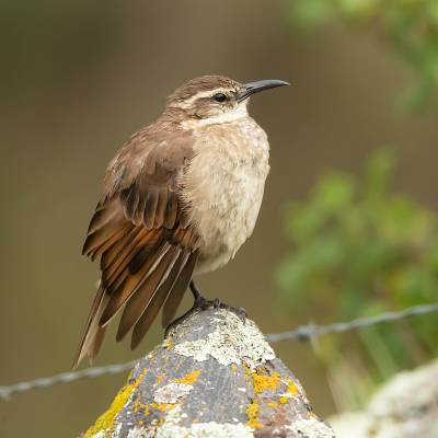 Stout-billed cinclodes