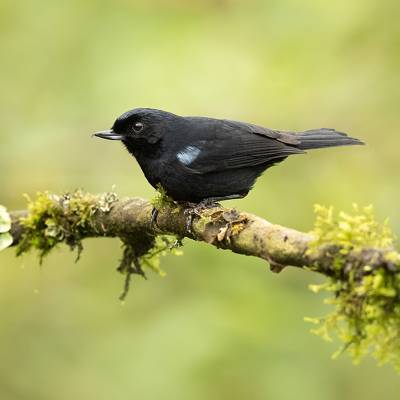 Glossy flowerpiercer