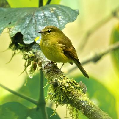 Flavescent flycatcher