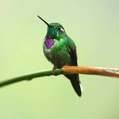 Purple-bibbed whitetip