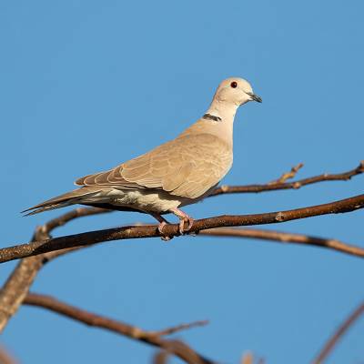 Eurasian collared dove