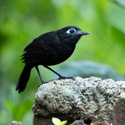 Zeledon´s antbird