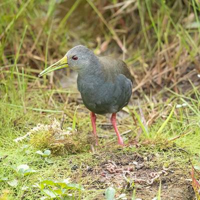 Blackish rail