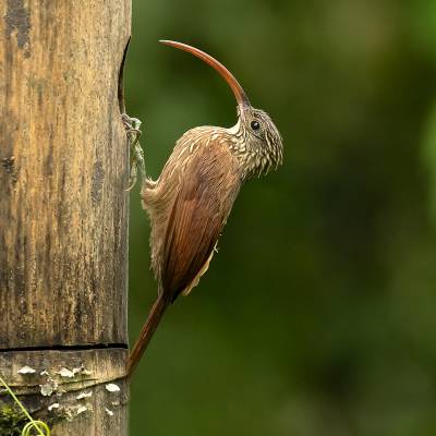 Red-billed scythebill