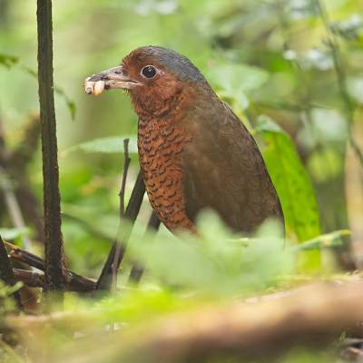 Giant antpitta