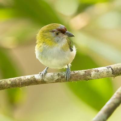 Black-billed peppershrike