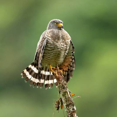 Roadside hawk