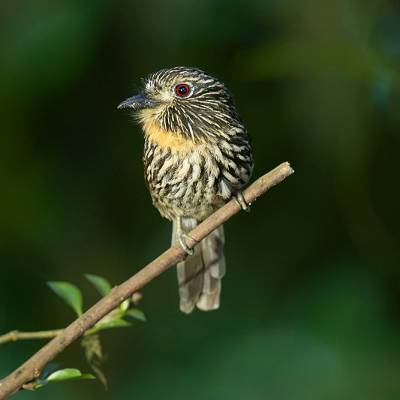 Black-streaked puffbird