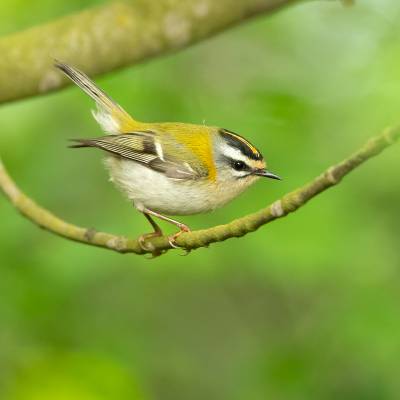 Common firecrest