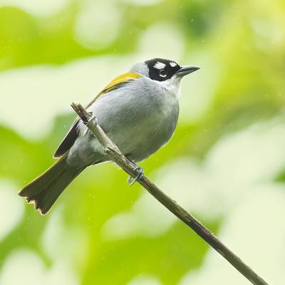 Black-crowned palm-tanager