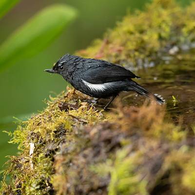 White-sided flowerpiercer