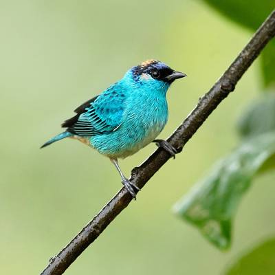 Golden-naped tanager