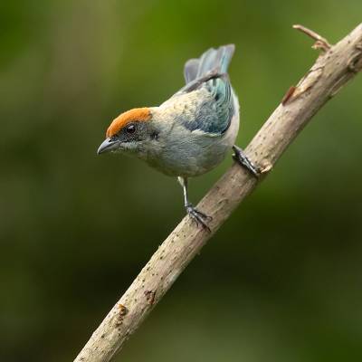 Scrub tanager