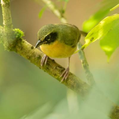 Black-eared hemispingus