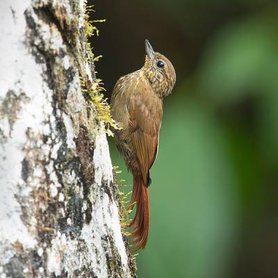 Wedge-billed woodcreeper