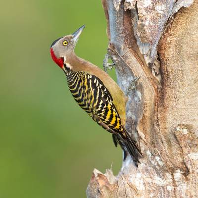 Hispaniolan woodpecker
