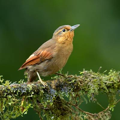 Buff-fronted foliage-gleaner