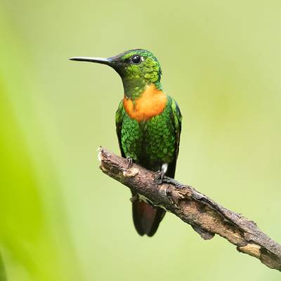 Gould's jewelfront