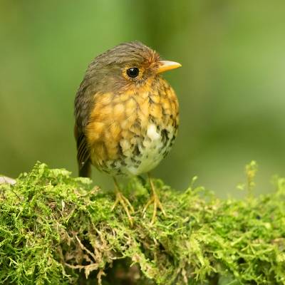 Ochre-breasted antpitta