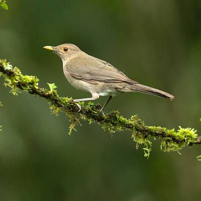 Ecuadorian thrush