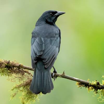 Scrub blackbird