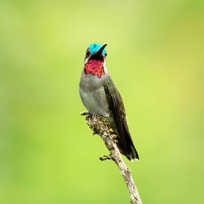 Long-billed starthroat
