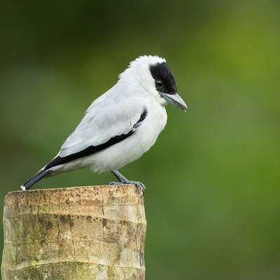 Black-crowned tityra