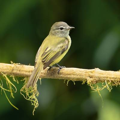 Yellow-margined flatbill