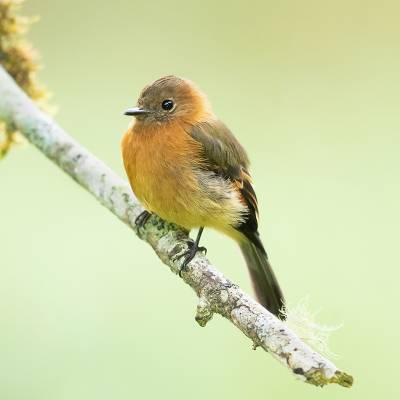 Cinnamon flycatcher