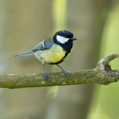 Great tit
