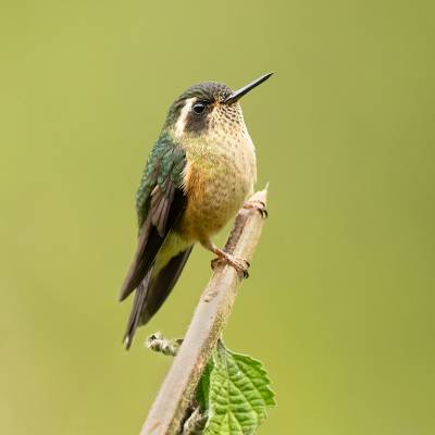 Speckled hummingbird
