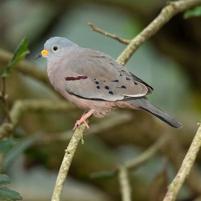Croaking ground dove