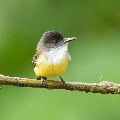 Dusky-capped flycatcher