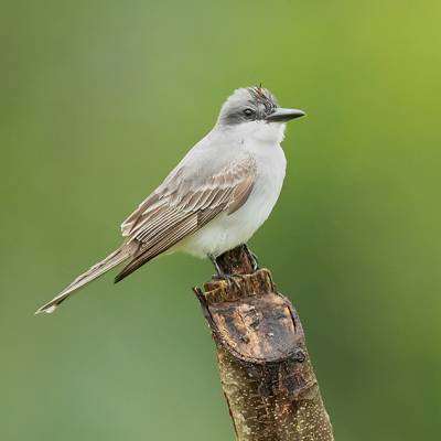 Gray kingbird