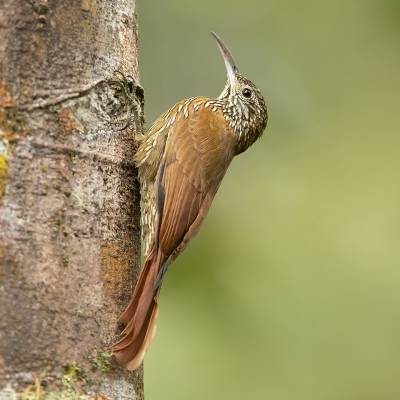 Montane woodcreeper