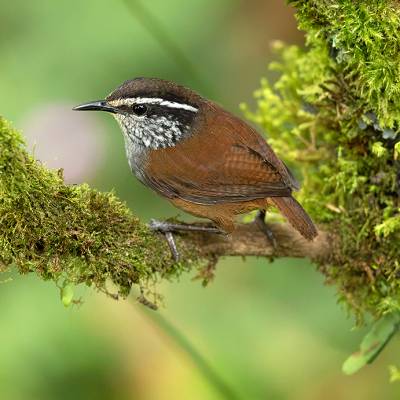 Gray-breasted wood wren