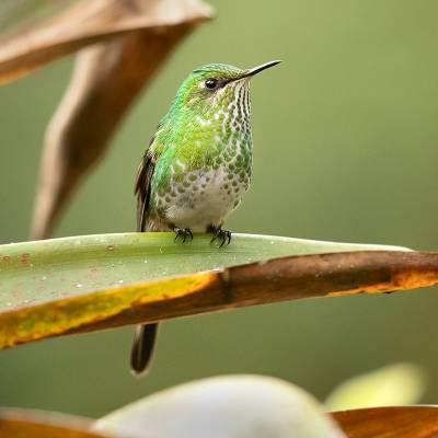 Green-tailed trainbearer