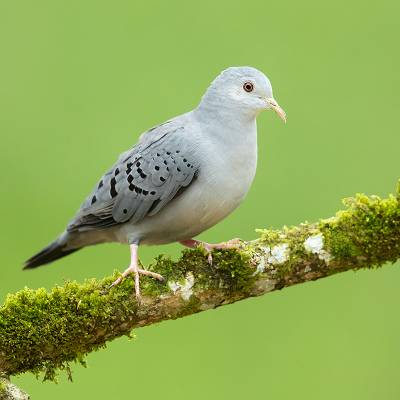 Blue ground dove